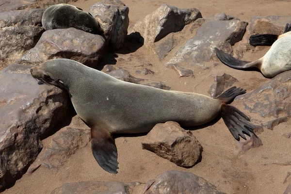 Colonie de phoques à Cape Cross en Namibie — Photo