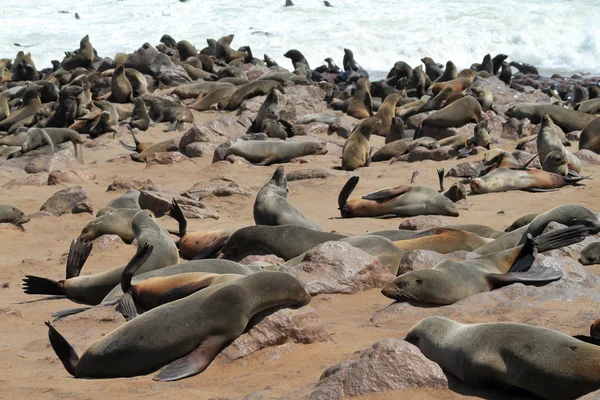 Colonia de focas en la cruz del cabo en Namibia — Foto de Stock