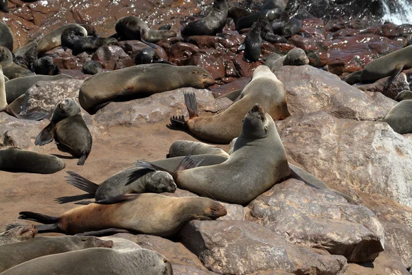 Colonie de phoques à Cape Cross en Namibie — Photo