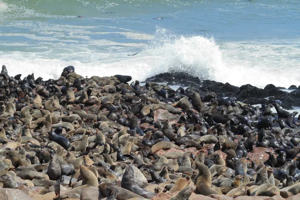 纳米比亚海角交叉口的海豹群 — 图库照片
