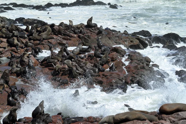 Colônia de focas na cruz de cabo na Namíbia — Fotografia de Stock