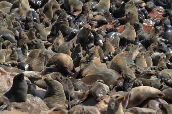 Colonia de focas en la cruz del cabo en Namibia — Foto de Stock