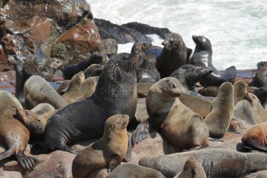 Namibya 'daki Cape Cross' taki mühürlü koloni.