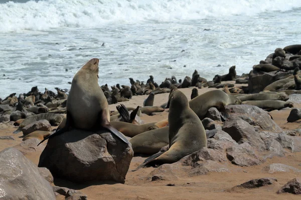 Colonia de focas en la cruz del cabo en Namibia — Foto de Stock
