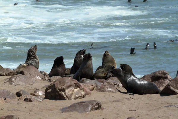 Colônia de focas na cruz de cabo na Namíbia — Fotografia de Stock