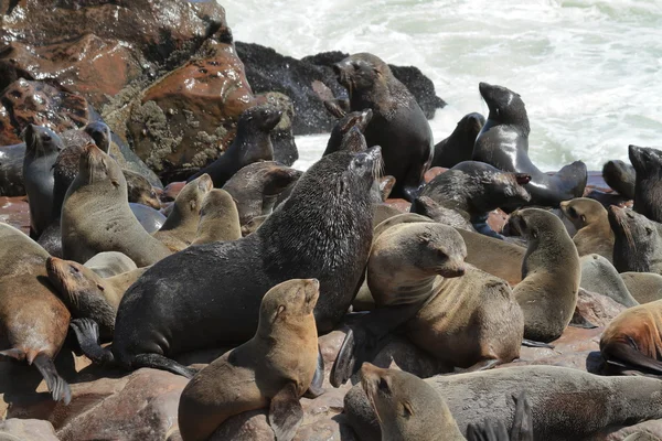 Colônia de focas na cruz de cabo na Namíbia — Fotografia de Stock