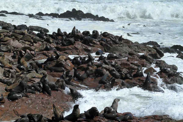 纳米比亚海角交叉口的海豹群 — 图库照片