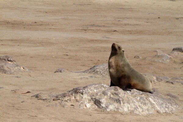 Seal colony at Cape Cross in Namibia — Stock Photo, Image