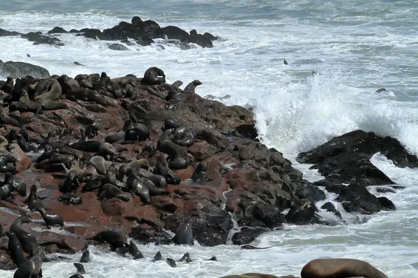 Colônia de focas na cruz de cabo na Namíbia — Fotografia de Stock