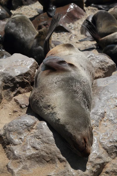 Robbenkolonie am Kapkreuz in Namibia — Stockfoto