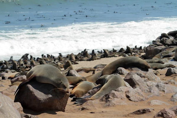 Colônia de focas na cruz de cabo na Namíbia — Fotografia de Stock