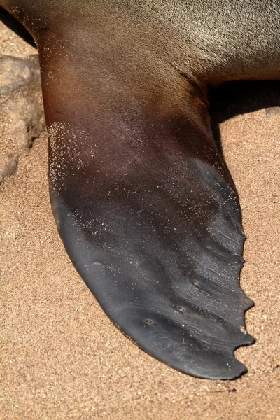Robbenkolonie am Kapkreuz in Namibia — Stockfoto