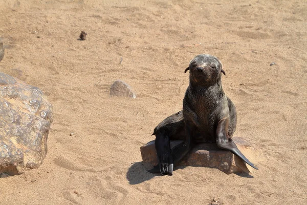 Colonia de focas en la cruz del cabo en Namibia — Foto de Stock
