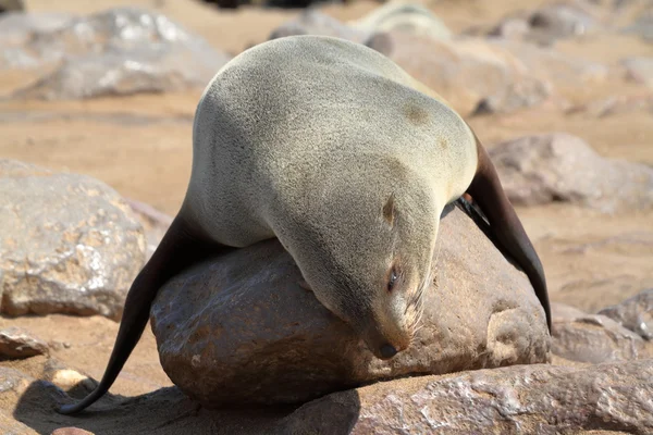 Robbenkolonie am Kapkreuz in Namibia — Stockfoto