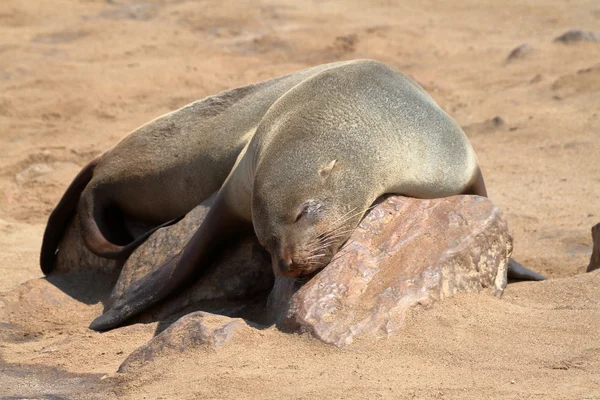 Colonia de focas en la cruz del cabo en Namibia — Foto de Stock