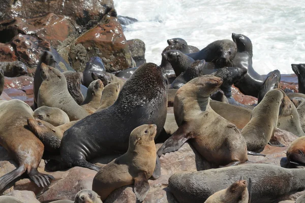 Colônia de focas na cruz de cabo na Namíbia — Fotografia de Stock