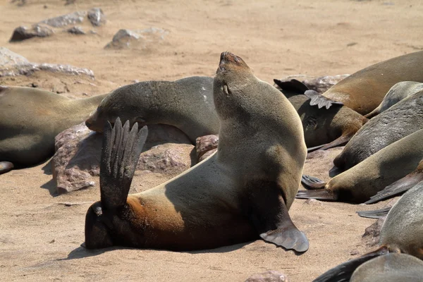 Robbenkolonie am Kapkreuz in Namibia — Stockfoto