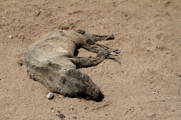 Foca muerta en la playa — Foto de Stock