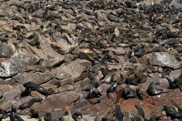 Colonia de focas en la cruz del cabo en Namibia — Foto de Stock