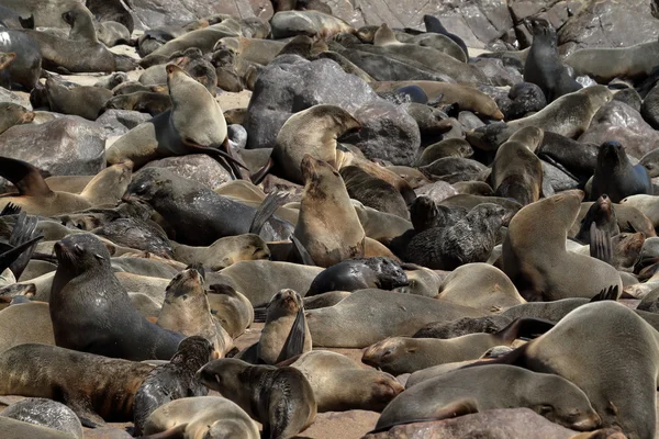 Colônia de focas na cruz de cabo na Namíbia — Fotografia de Stock