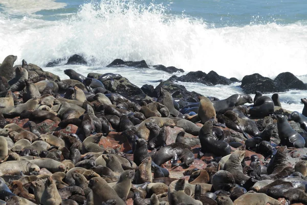 Colônia de focas na cruz de cabo na Namíbia — Fotografia de Stock