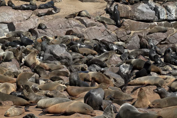 Colonia de focas en la cruz del cabo en Namibia — Foto de Stock