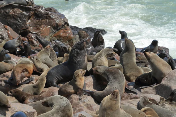 Colônia de focas na cruz de cabo na Namíbia — Fotografia de Stock