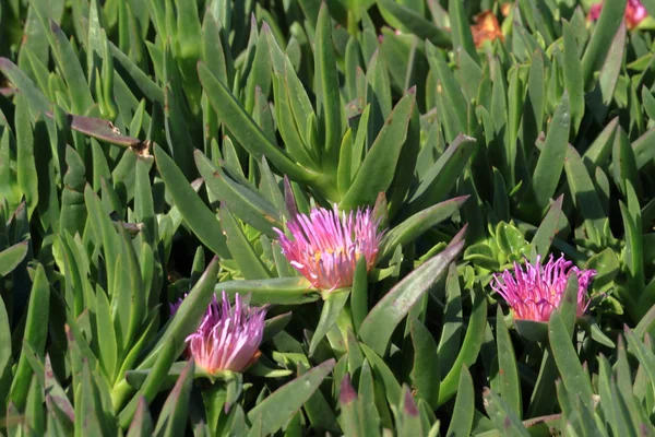 Champ de fleurs — Photo