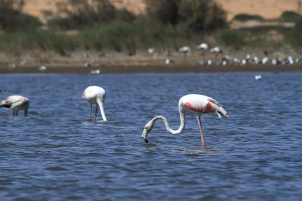 Flamingó: Swakopmund, Namíbia — Stock Fotó