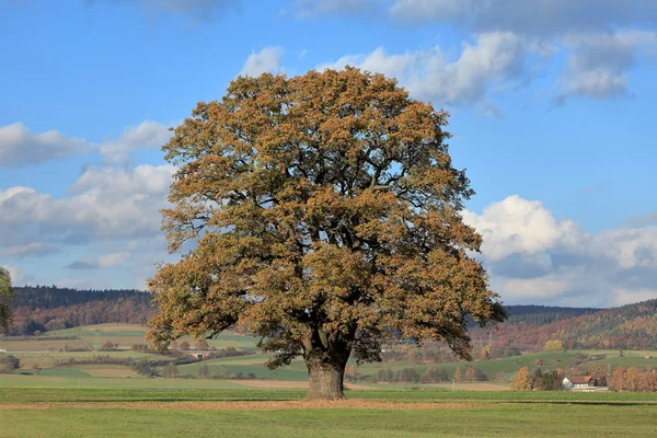 Viejo roble en otoño dorado — Foto de Stock