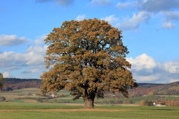 Viejo roble en otoño dorado — Foto de Stock