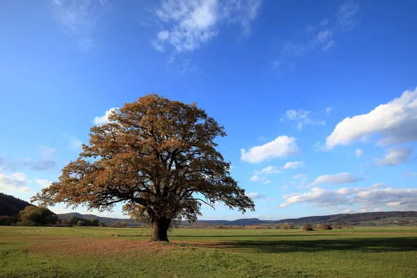 Old oak tree in golden autumn — Stock Photo, Image