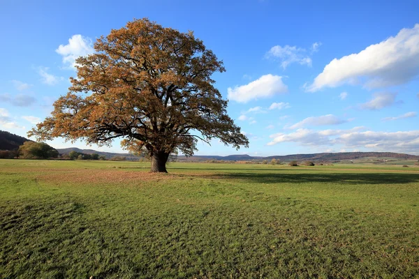 Старый дуб золотой осенью — стоковое фото