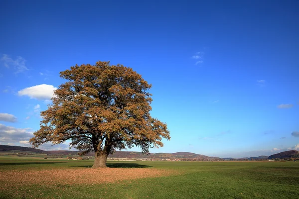 Old oak tree in golden autumn — Stock Photo, Image