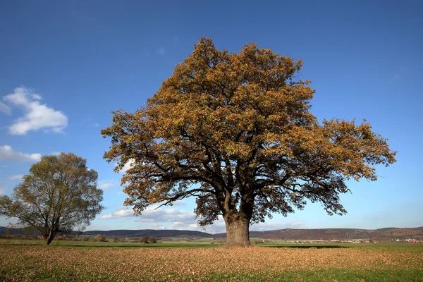 Alte Eiche im goldenen Herbst — Stockfoto