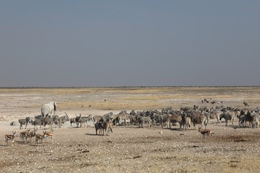 Etkin Park Namibya ziyarette200 yaban hayatı