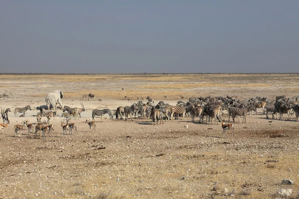 Djurliv på vattenhål i parken Etosha i Namibia — Stockfoto