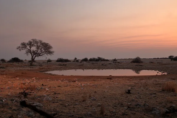 Vattenhål i Etosha Park i Namibia — Stockfoto