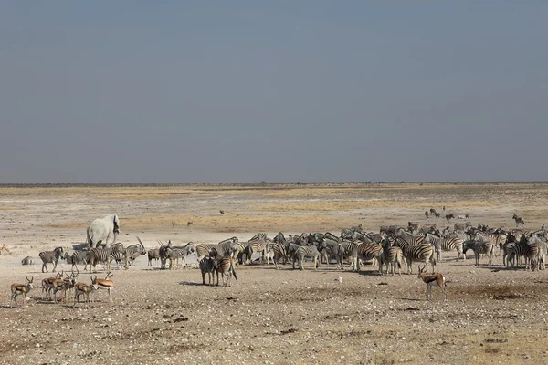 Vida silvestre en el abrevadero del Parque Etosha en Namibia — Foto de Stock