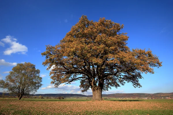 Alte Eiche im goldenen Herbst — Stockfoto