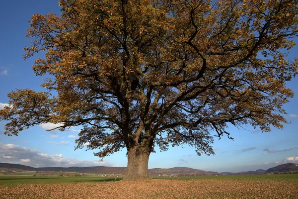 Old oak tree in golden autumn — Stock Photo, Image