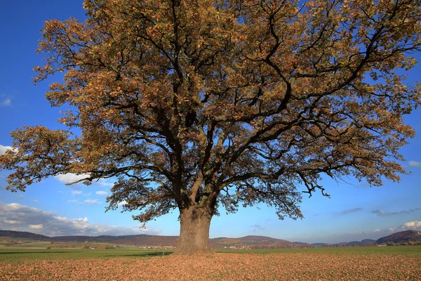 Old oak tree in golden autumn — Stock Photo, Image