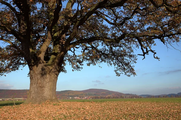 Old oak tree in golden autumn — Stock Photo, Image