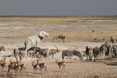 Etkin Park Namibya bir ziyarette200 hayvanlar