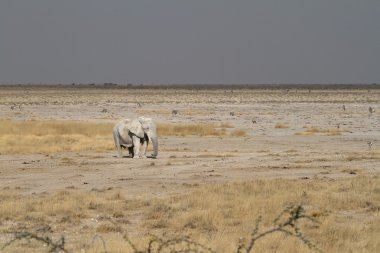 Filler içinde etkin ulusal Park'ta Namibya