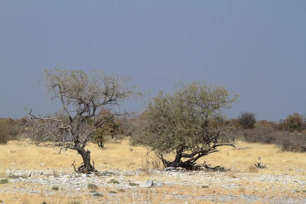在纳米比亚的埃托沙国家公园在萨凡纳 — 图库照片