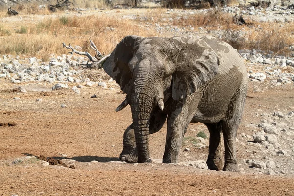 Elefantes en el Parque Nacional Etosha en Namibia — Foto de Stock