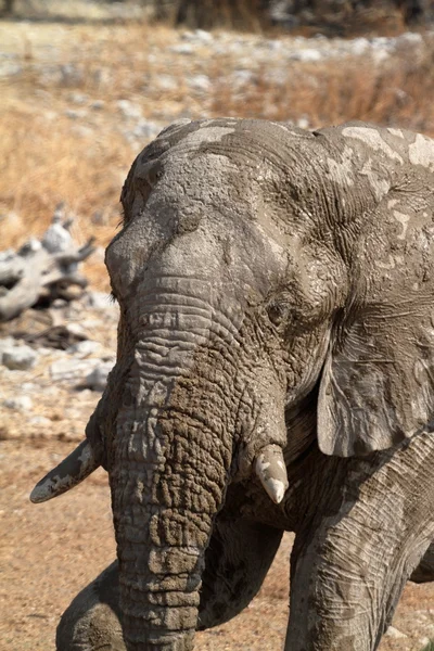 Elefanten im Etoscha-Nationalpark in Namibia — Stockfoto