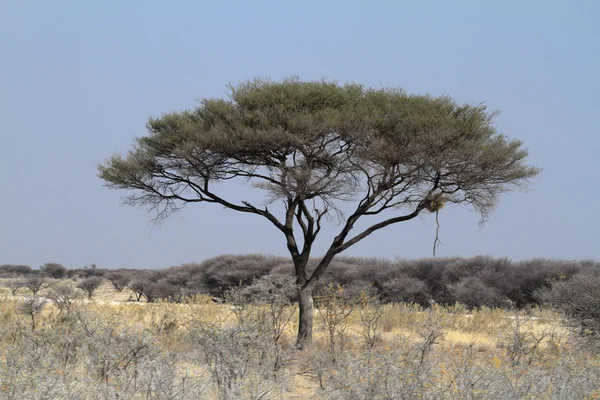 Acácia na savana africana — Fotografia de Stock