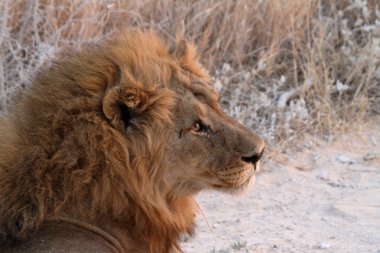 Aslanlar içinde etkin ulusal Park'ta Namibya